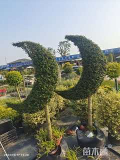 高度180厘米川滇蜡树