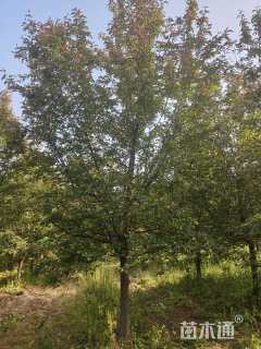 12公分垂丝海棠