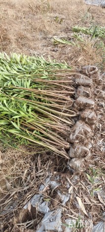 高度200厘米夹竹桃