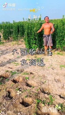 高度180厘米北海道黄杨