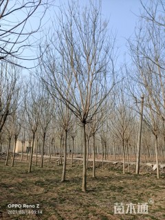 15公分速生国槐