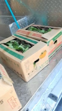 高度25厘米大吴风草