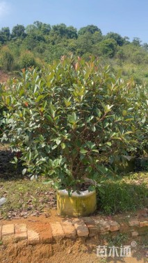 冠幅150厘米红叶石楠球