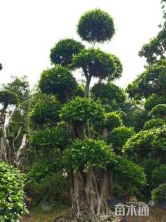 100公分造型小叶榕