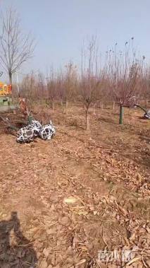 12公分绚丽海棠