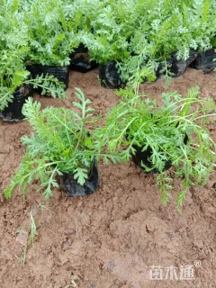 高度20厘米蓍草