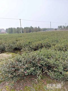 冠幅60厘米茶梅球