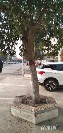 12公分大叶女贞