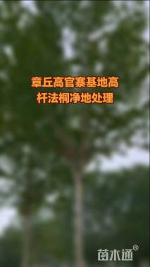 18公分法桐