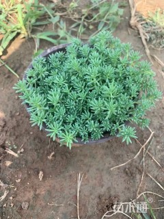 高度15厘米中华景天