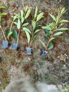 高度50厘米青珊瑚