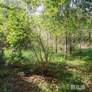 高度200厘米金银木