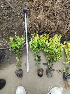 高度30厘米金森女贞小苗