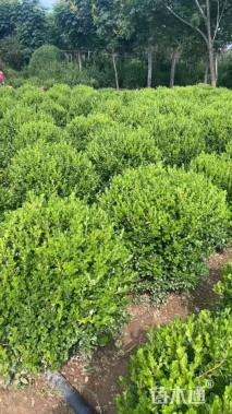 冠幅50厘米瓜子黄杨球