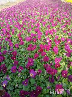 高度20厘米角堇