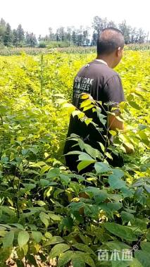 0.4公分黄檗
