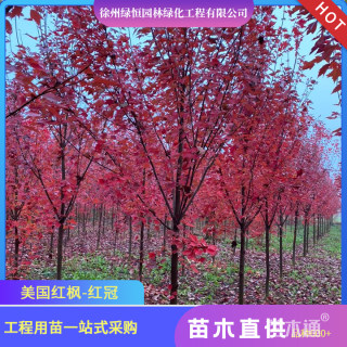 5公分美国红枫-红冠
