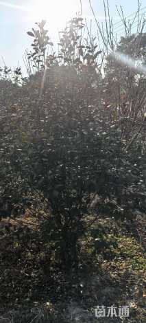 高度200厘米红叶石楠篱笆