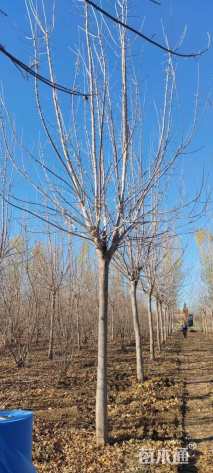 16公分绿叶复叶槭