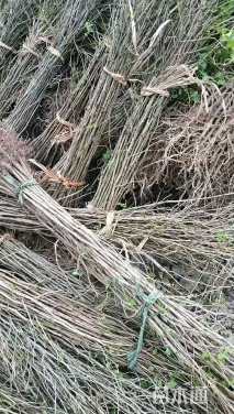 高度170厘米银杏小苗