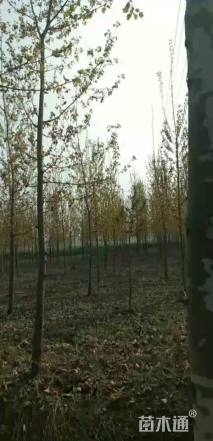 20公分法桐