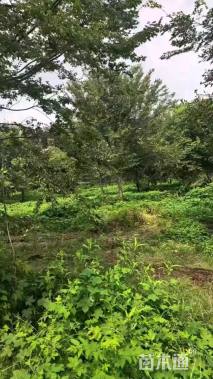 10公分榉树