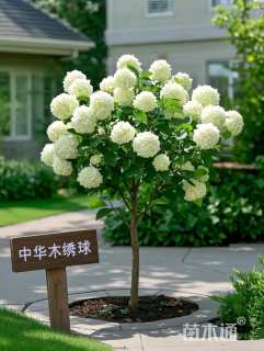 高度150厘米中华木绣球