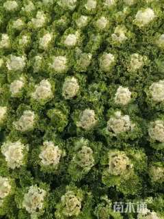 高度10厘米羽衣甘蓝