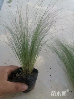 高度30厘米墨西哥羽毛草