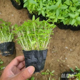 高度10厘米千屈菜