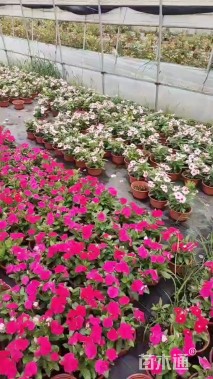 高度20厘米金盏菊