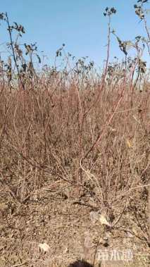 高度70厘米贴梗海棠