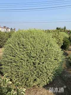 冠幅150厘米银姬小蜡球