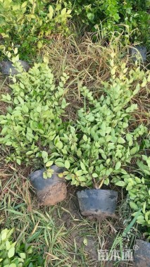 高度70厘米金森女贞