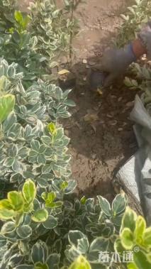 高度35厘米金边黄杨