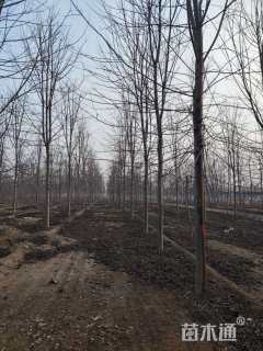 10公分美国红枫-秋火焰