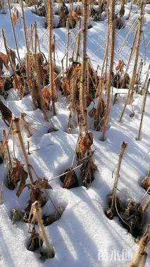 高度10厘米刺五加