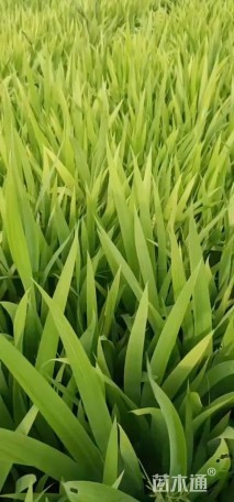 高度30厘米常绿彩虹鸢尾