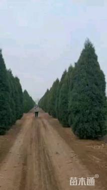 高度400厘米刺柏