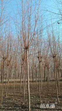 8公分柳树