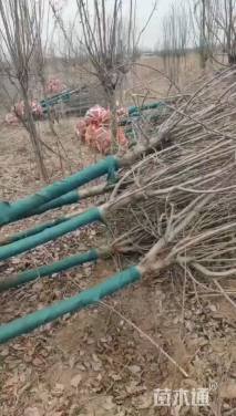 10公分西府海棠