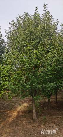 12公分北美海棠