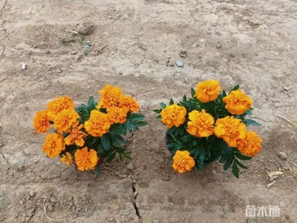 高度20厘米孔雀草