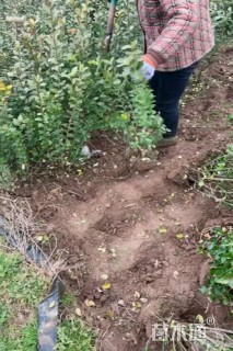 高度220厘米北海道黄杨