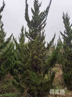高度400厘米龙柏