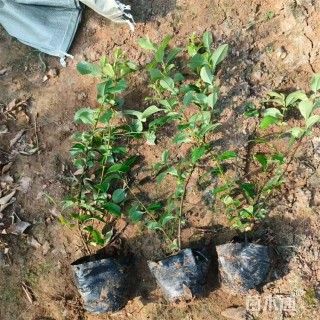 高度25厘米金丝桃小苗