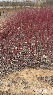 高度50厘米红瑞木