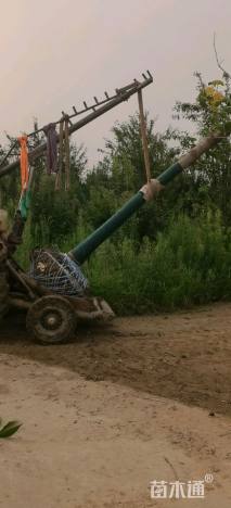 8公分紫丁香