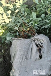 高度20厘米金丝桃