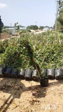 50厘米藤本月季